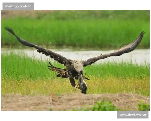 深入探秘比赛鹰训练技艺与竞技传统展现人与猛禽和谐共舞魅力之美